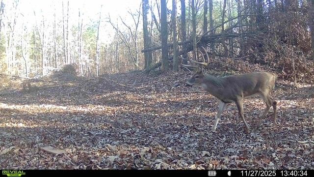 1029 Langford Store Rd, Mc Kenzie, TN 38201