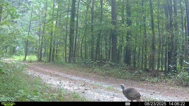 1029 Langford Store Rd, Mc Kenzie, TN 38201