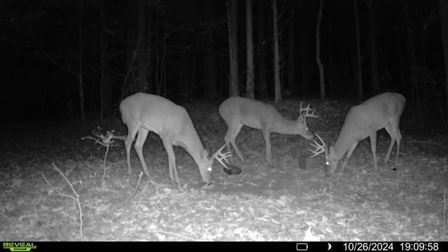 1029 Langford Store Rd, Mc Kenzie, TN 38201