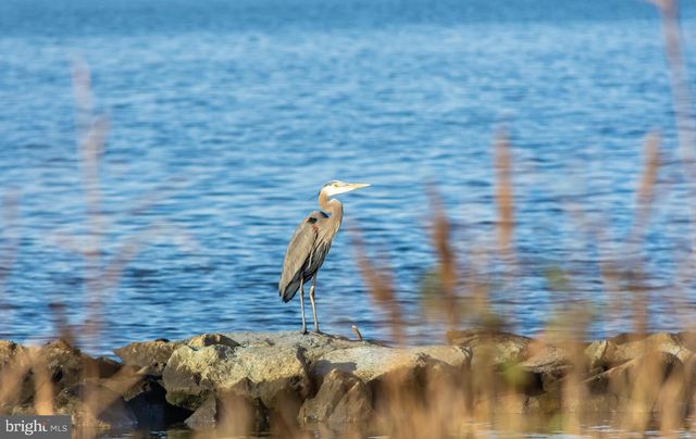 5 WILLIS ST, Cambridge, MD 21613