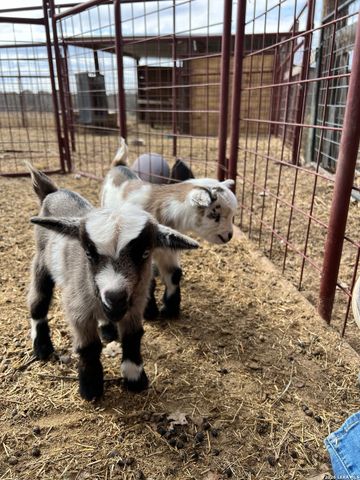 370 ALBERTS LN, Somerset, TX 78069