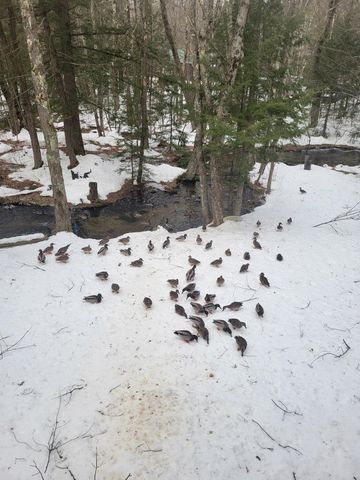 1974 New Hampshire Route 16, Albany, NH 03818