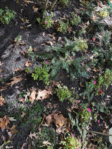 917 Calvert Cv, Forrest City, AR 72335