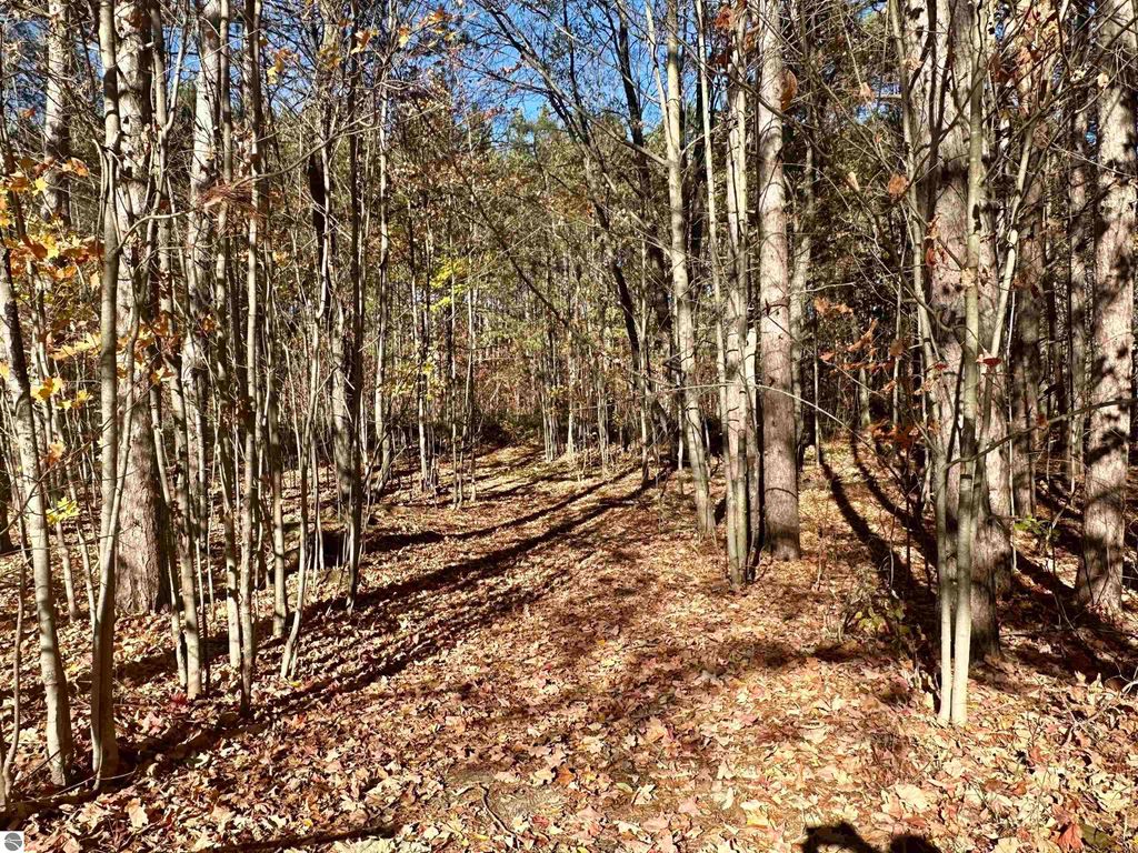 Wooded backyard of 8398 W Whispering Pines, Lake City, MI, featuring autumn foliage, tall trees, and a peaceful, natural setting ideal for relaxation and entertaining.