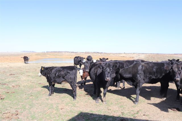 2553 Brixey Road, Henrietta, TX 76365