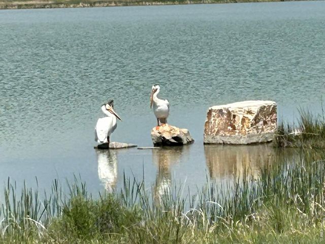 2415 Bluestem Willow Dr, Loveland, CO 80538