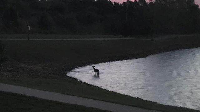 104 SW Shores Drive, Lee's Summit, MO 64064