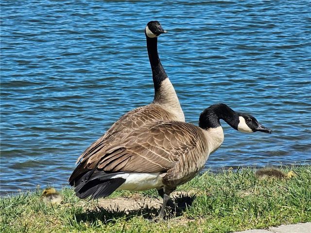 104 SW Shores Drive, Lee's Summit, MO 64064