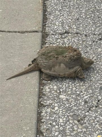 104 SW Shores Drive, Lee's Summit, MO 64064