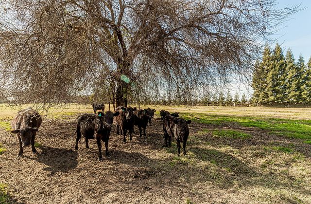 3670 S Newmark Avenue, Sanger, CA 93657