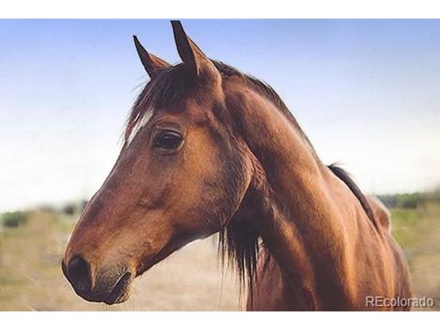 25803 Aspen Way, Golden, CO 80401