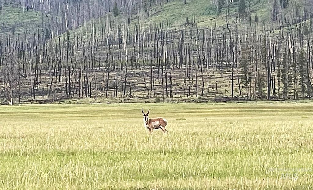 TBD Hwy 21, Stanley, ID 83278 photo 9