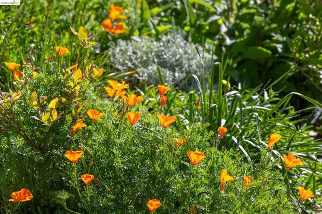 731 Grizzly Peak Blvd, Berkeley, CA 94708