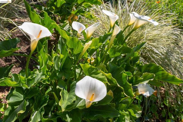 731 Grizzly Peak Blvd, Berkeley, CA 94708