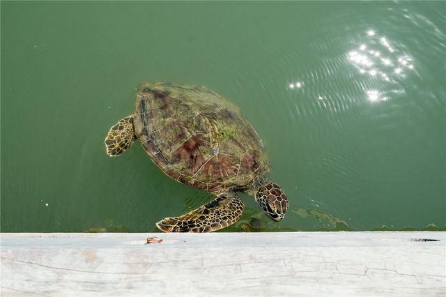 318 W Cotter Ave 2, Port Aransas, TX 78373