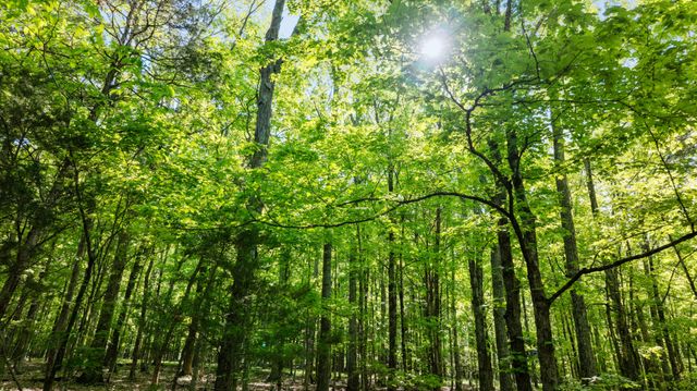 605 Red Oak Rd, Petersburg, TN 37144