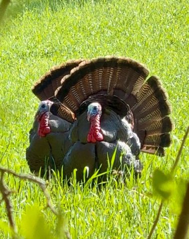 605 Red Oak Rd, Petersburg, TN 37144