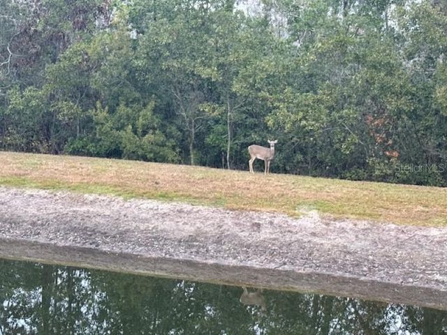 3347 DIAMOND FALLS CIRCLE, Land O Lakes, FL 34638