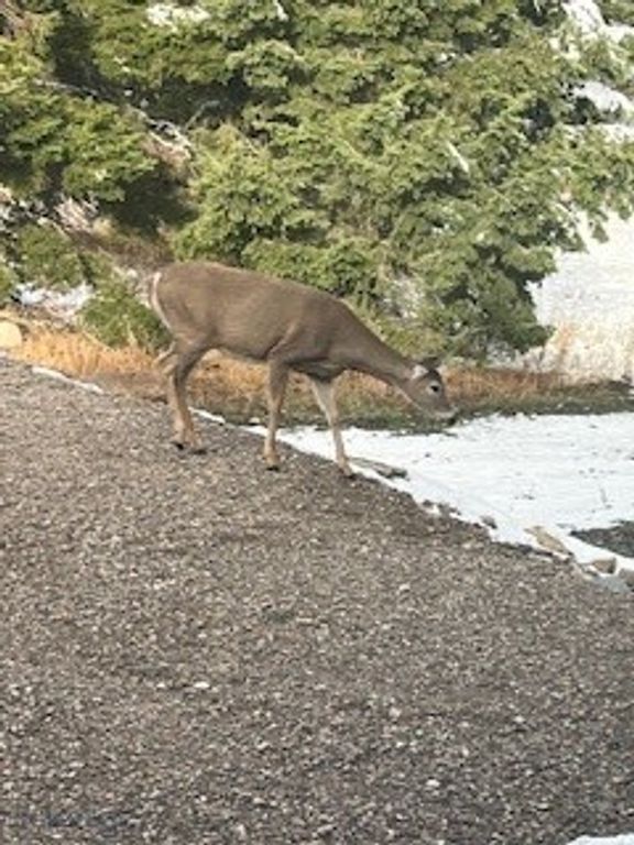 173 S Sun West Road, Cameron, MT 59720 photo 50