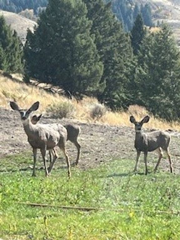 173 S Sun West Road, Cameron, MT 59720 photo 54