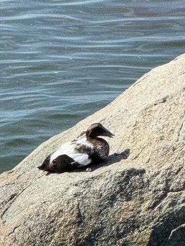 147 Nahant Road 2, Nahant, MA 01908