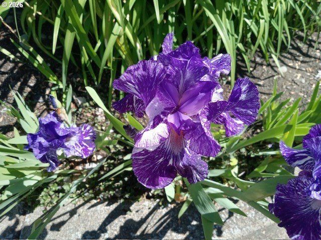 2026 LAKE ISLE Dr, Eugene, OR 97401