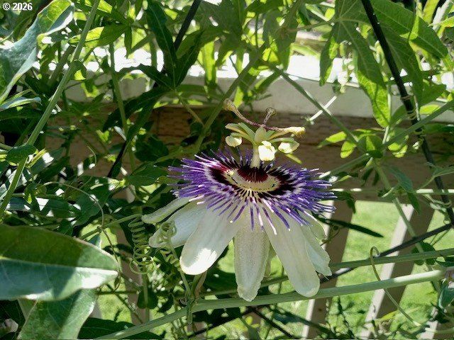 2026 LAKE ISLE Dr, Eugene, OR 97401