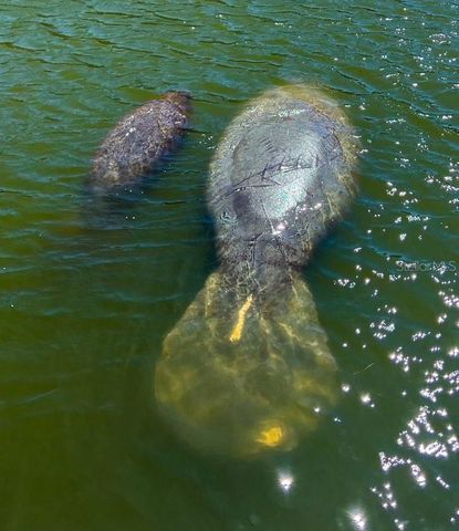 4310 FALMOUTH DRIVE 102, Longboat Key, FL 34228