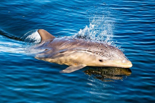 4310 FALMOUTH DRIVE 102, Longboat Key, FL 34228