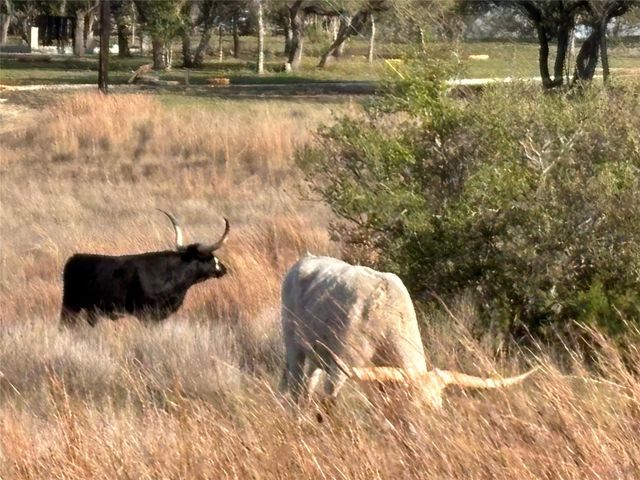 768 Tiswin TRL, Blanco, TX 78606