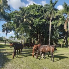 1100 D Road (5 Acres), Loxahatchee Groves, FL 33470