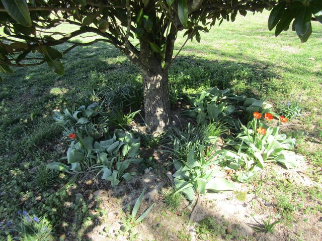 988 County Road 6160, Dora, MO 65637