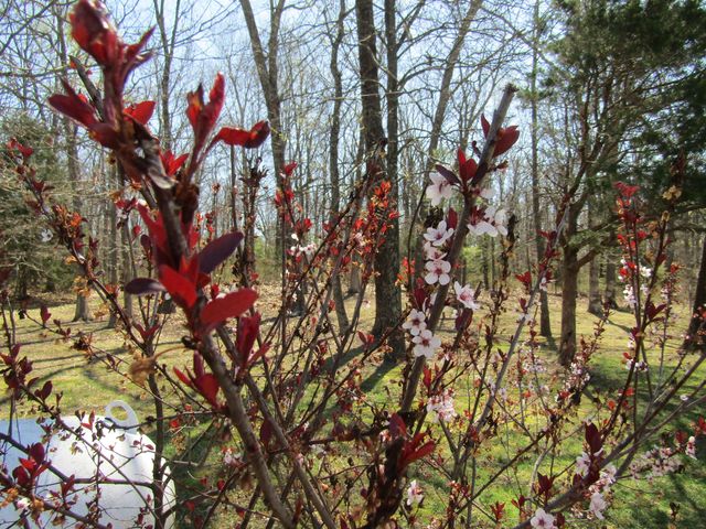 988 County Road 6160, Dora, MO 65637