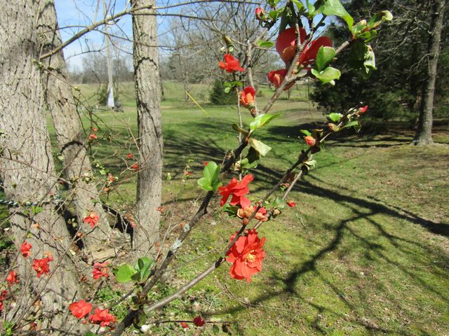 988 County Road 6160, Dora, MO 65637