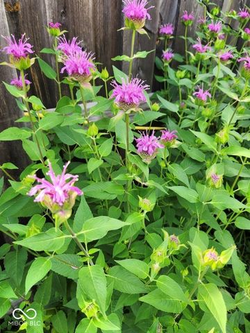 462 San Carlos Drive, Greenwood, IN 46142