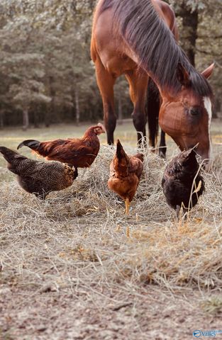 2030 County Road 625, Mentone, AL 35984