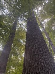 Lot 1 Edgewood Road, Wilkesboro, NC 28697