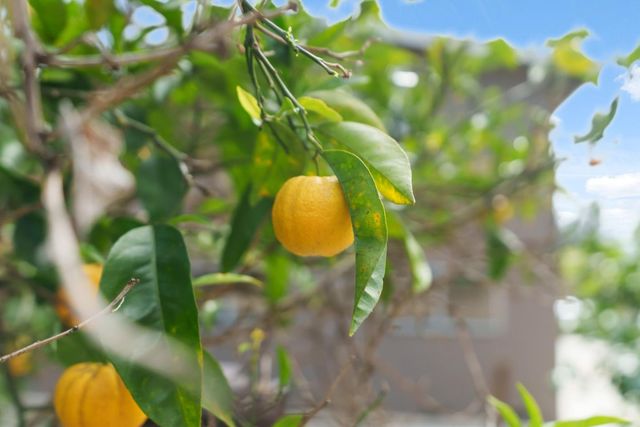 5493 Ball Drive, Soquel, CA 95073