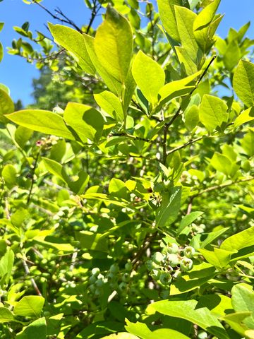 2775 Fish Hill Road, Randolph, VT 05060