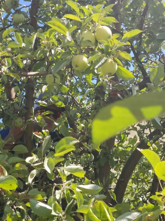 39 Gunsight, Plains, MT 59859 photo 4