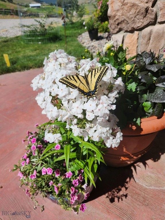 39 Gunsight, Plains, MT 59859 photo 5