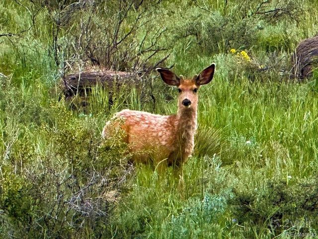 3050 W County Road 82e, Livermore, CO 80536