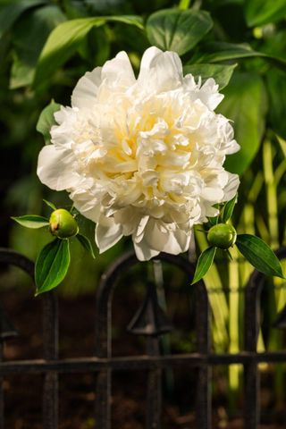 1512 Shadford Road, Ann Arbor, MI 48104