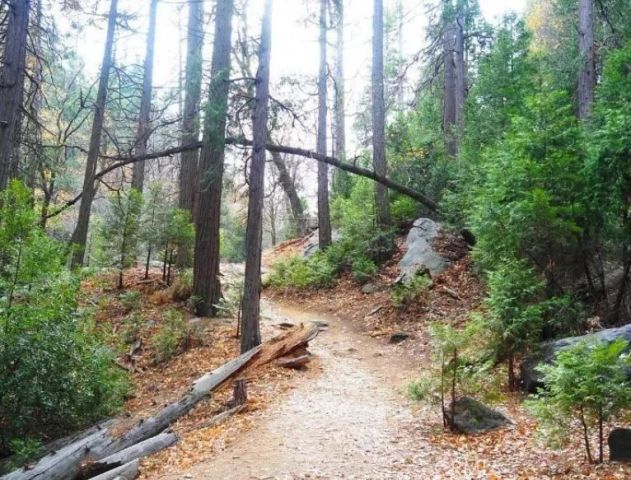 0 Fir, Cedarpines Park, CA 92322