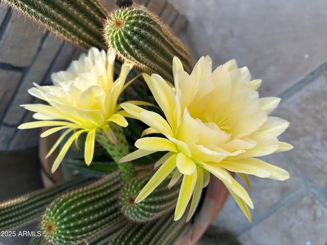 50602 N US Hwy 60 Avenue, Wickenburg, AZ 85390