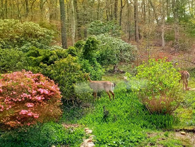 988 Crowells Bog Road, Brewster, MA 02631
