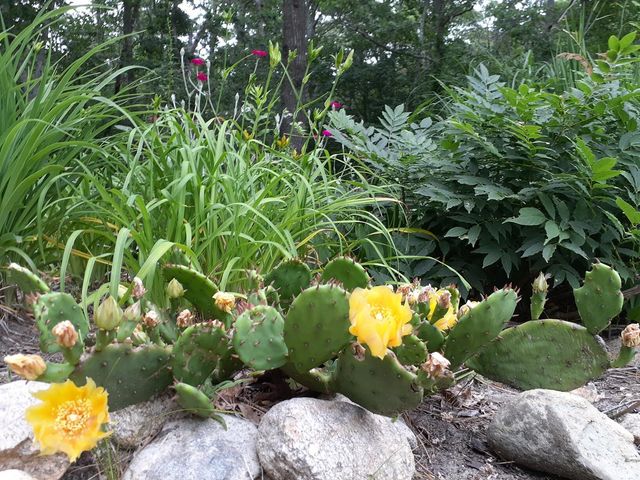 988 Crowells Bog Road, Brewster, MA 02631