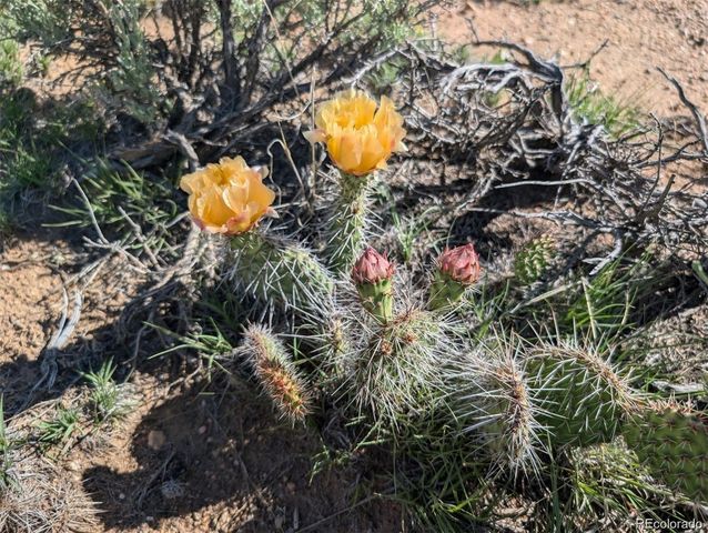 10 Acres Dante Road, Fort Garland, CO 81133