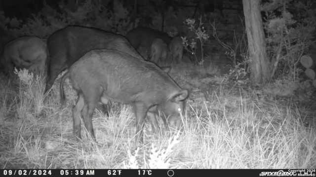 TBD Hegedus Ranch Rd, Rocksprings, TX 78880