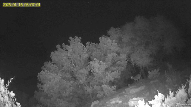 TBD Hegedus Ranch Rd, Rocksprings, TX 78880